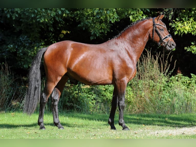 Deutsches Reitpony Hengst 2 Jahre 145 cm Brauner in Großenkneten