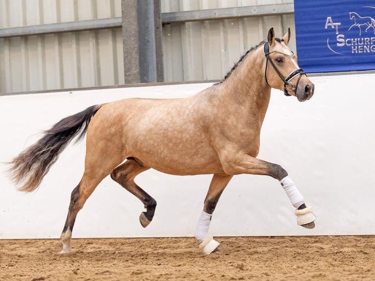 Deutsches Reitpony Hengst 2 Jahre 145 cm Buckskin in Bedburg