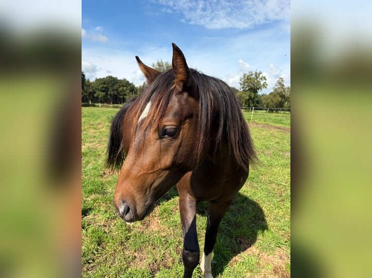 Deutsches Reitpony Mix Hengst 2 Jahre 145 cm Buckskin in Lilienthal