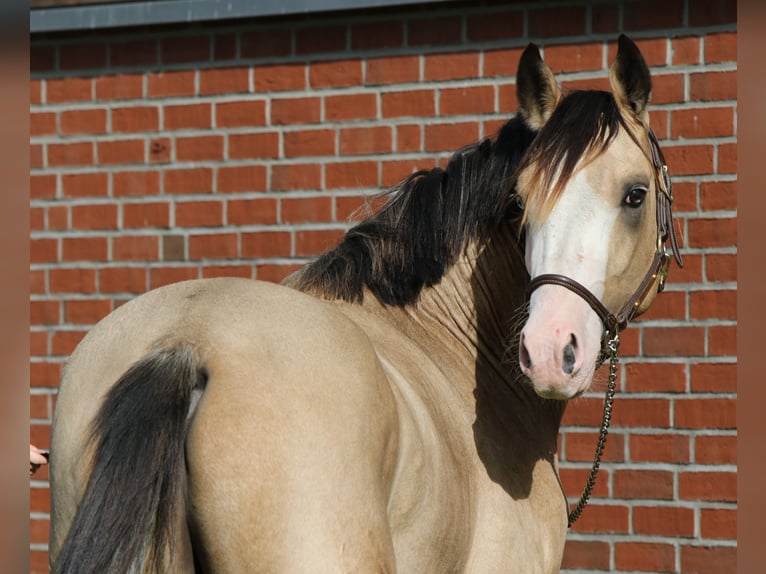 Deutsches Reitpony Hengst 2 Jahre 145 cm Buckskin in Rehburg-Loccum Münchehagen