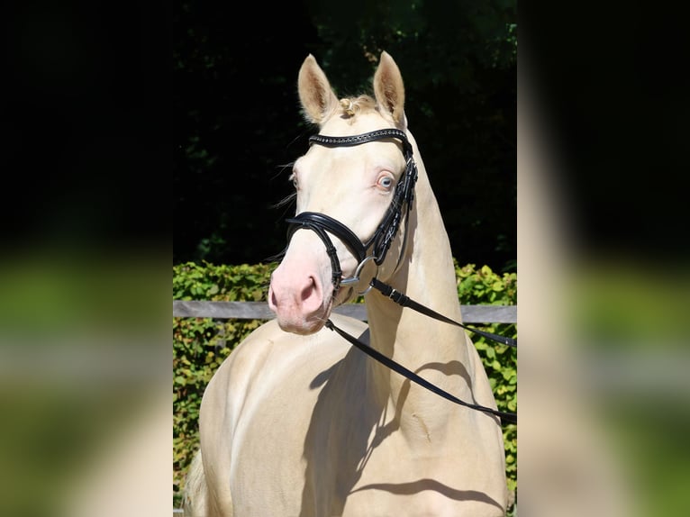 Deutsches Reitpony Hengst 2 Jahre 145 cm Cremello in Gomadingen