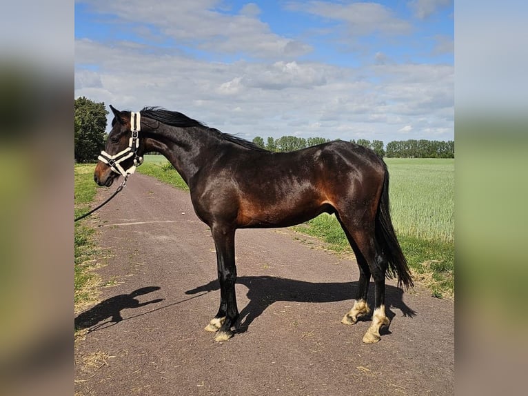 Deutsches Reitpony Hengst 2 Jahre 145 cm Dunkelbrauner in Sieversdorf-Hohenofen