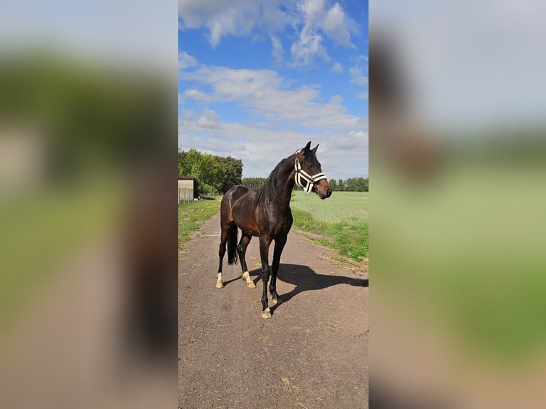 Deutsches Reitpony Hengst 2 Jahre 145 cm Dunkelbrauner in Sieversdorf-Hohenofen