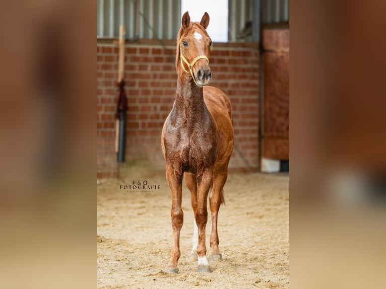 Deutsches Reitpony Hengst 2 Jahre 145 cm Dunkelfuchs in Marl