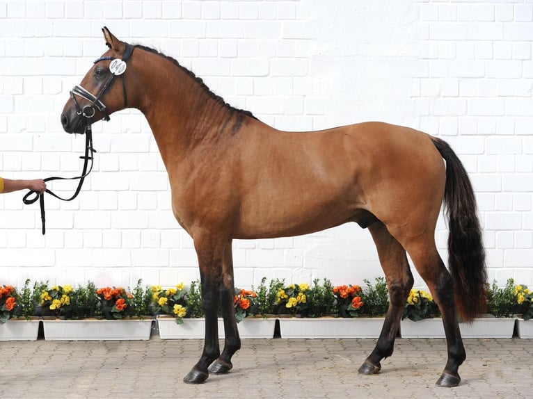 Deutsches Reitpony Hengst 2 Jahre 145 cm Falbe in Wurster Nordseeküste