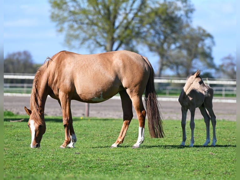 Deutsches Reitpony Hengst 2 Jahre 145 cm Falbe in Stuhr