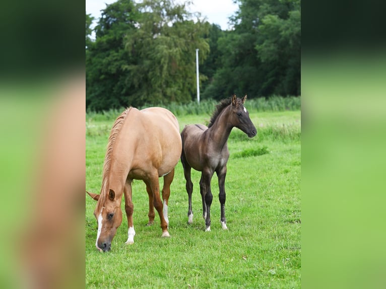 Deutsches Reitpony Hengst 2 Jahre 145 cm Falbe in Stuhr