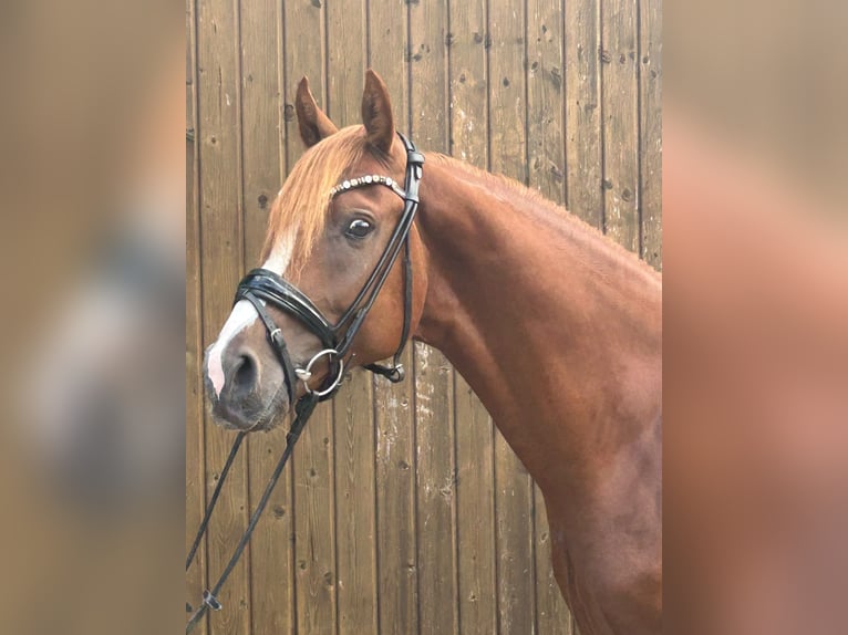 Deutsches Reitpony Hengst 2 Jahre 145 cm Fuchs in Bechhofen