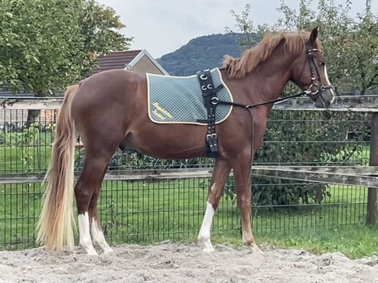 Deutsches Reitpony Hengst 2 Jahre 145 cm Fuchs in Wallrode