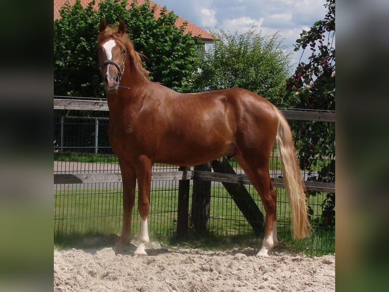 Deutsches Reitpony Hengst 2 Jahre 145 cm Fuchs in Wallrode