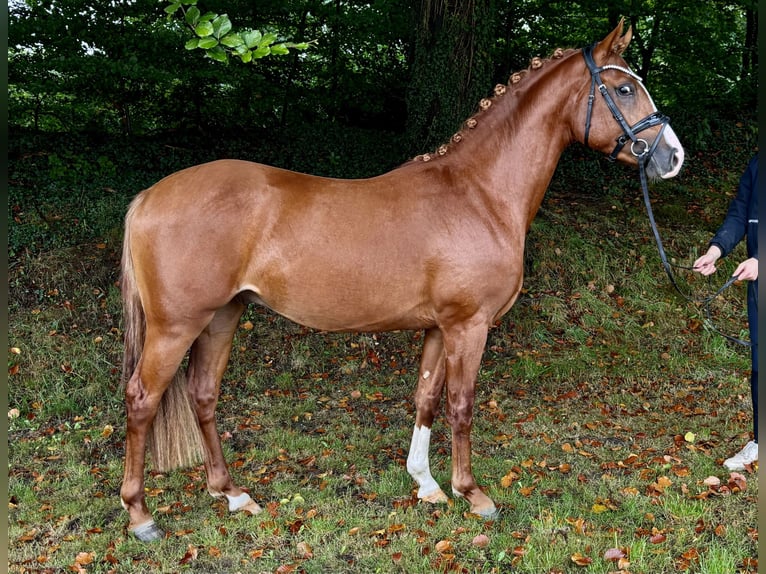 Deutsches Reitpony Hengst 2 Jahre 145 cm Fuchs in Großenkneten