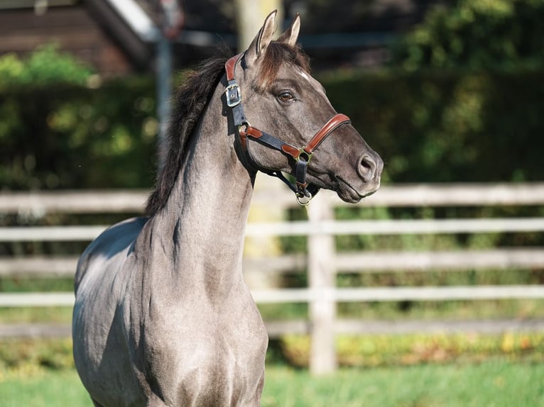 Deutsches Reitpony Hengst 2 Jahre 145 cm Grullo in Bedburg