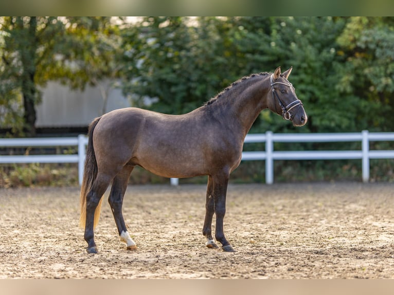 Deutsches Reitpony Hengst 2 Jahre 145 cm Grullo in Bedburg
