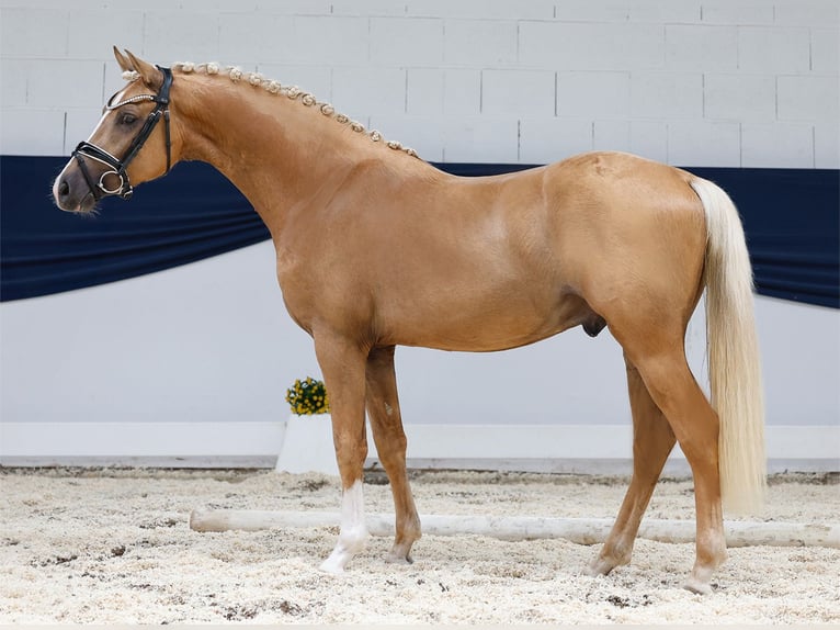 Deutsches Reitpony Hengst 2 Jahre 145 cm Palomino in Marsberg