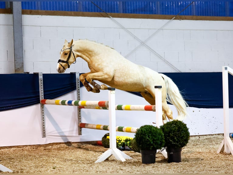 Deutsches Reitpony Hengst 2 Jahre 145 cm Palomino in Marsberg