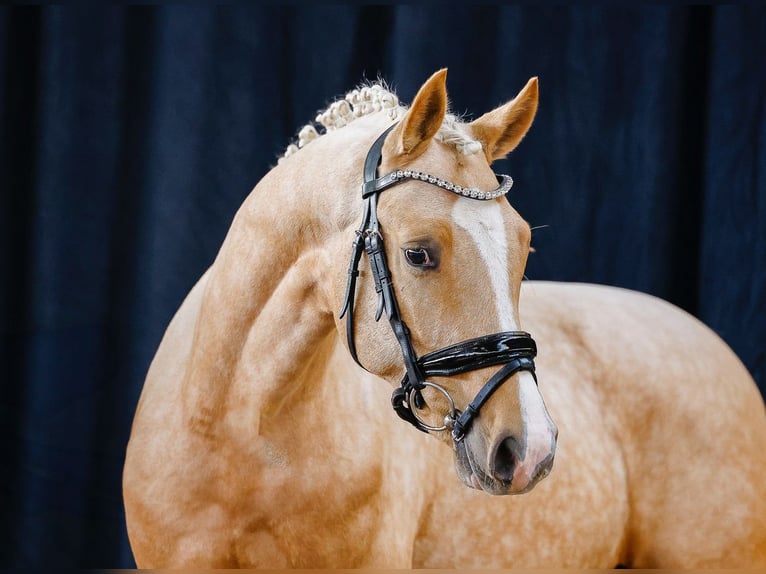 Deutsches Reitpony Hengst 2 Jahre 145 cm Palomino in Marsberg