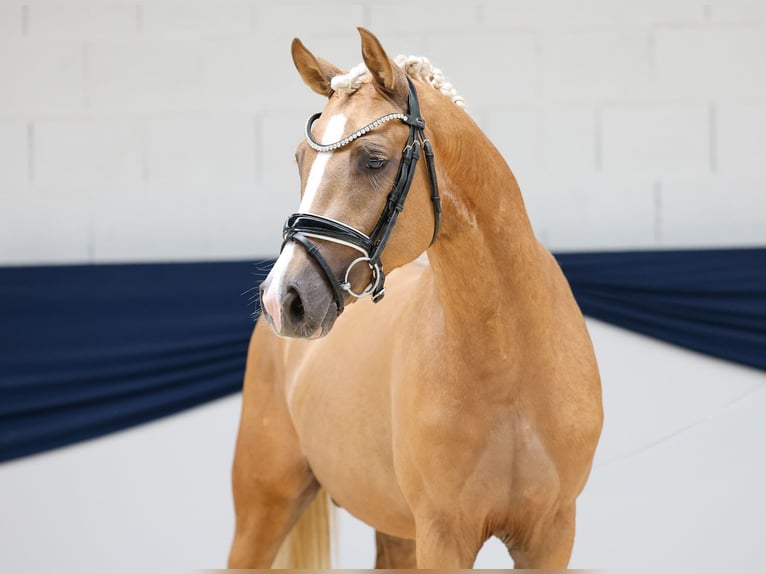 Deutsches Reitpony Hengst 2 Jahre 145 cm Palomino in Marsberg