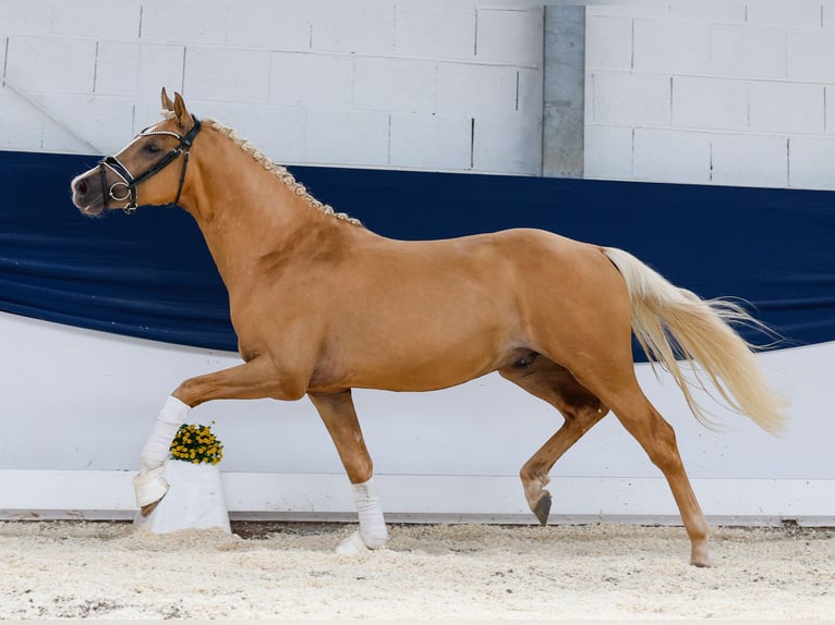 Deutsches Reitpony Hengst 2 Jahre 145 cm Palomino in Marsberg