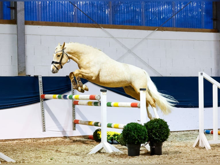 Deutsches Reitpony Hengst 2 Jahre 145 cm Palomino in Marsberg