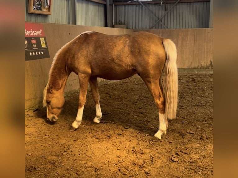 Deutsches Reitpony Hengst 2 Jahre 145 cm Palomino in Achim