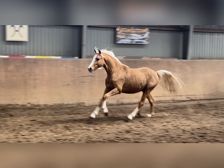 Deutsches Reitpony Hengst 2 Jahre 145 cm Palomino in Achim