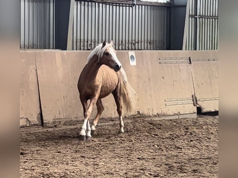 Deutsches Reitpony Hengst 2 Jahre 145 cm Palomino in Achim