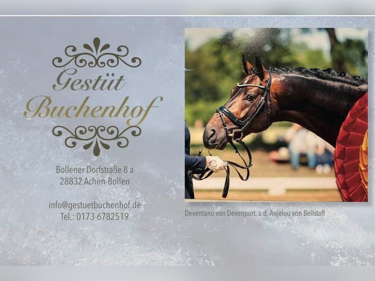 Deutsches Reitpony Hengst 2 Jahre 145 cm Palomino in Achim