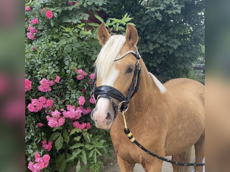 Deutsches Reitpony Hengst 2 Jahre 145 cm Palomino in Achim