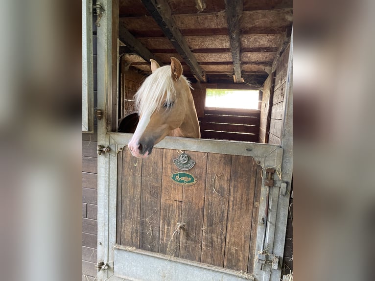 Deutsches Reitpony Hengst 2 Jahre 145 cm Palomino in Achim
