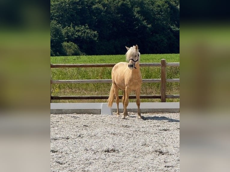 Deutsches Reitpony Hengst 2 Jahre 145 cm Palomino in Hattingen