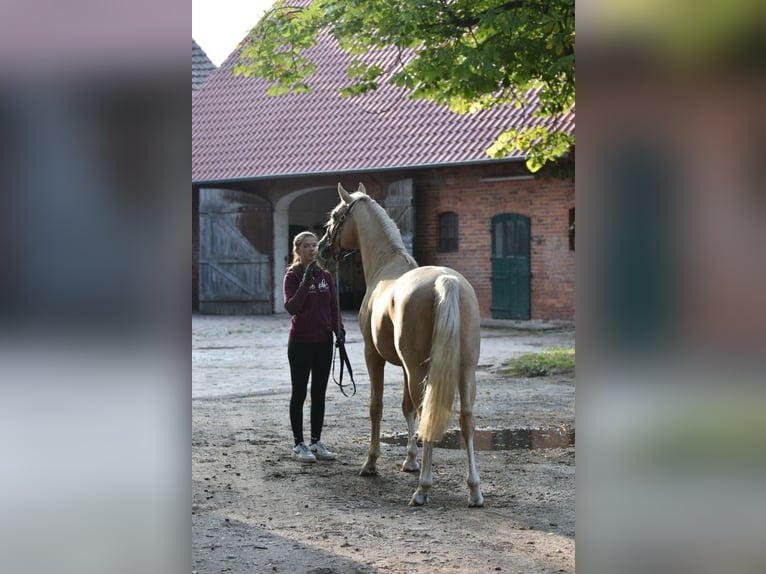 Deutsches Reitpony Hengst 2 Jahre 145 cm Palomino in Raddestorf