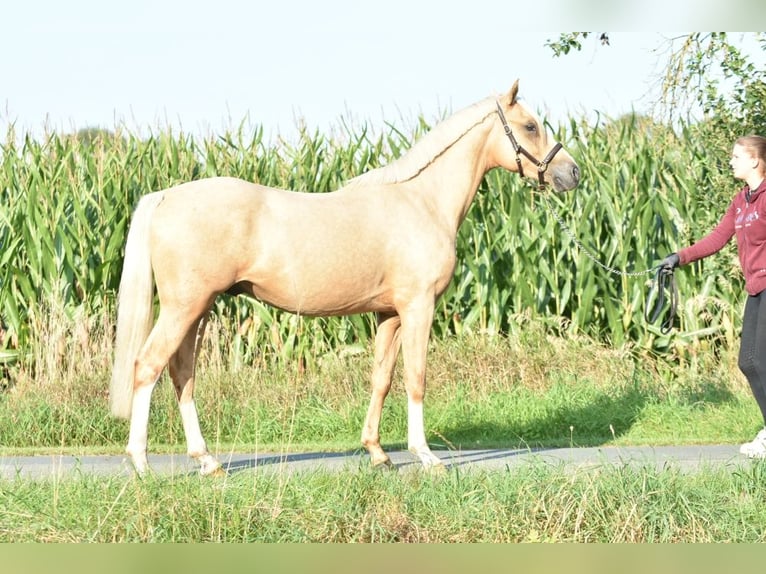 Deutsches Reitpony Hengst 2 Jahre 145 cm Palomino in Raddestorf