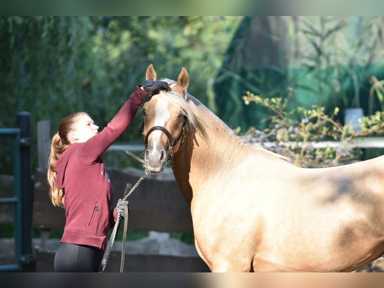 Deutsches Reitpony Hengst 2 Jahre 145 cm Palomino in Raddestorf