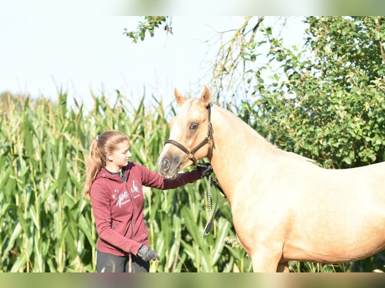 Deutsches Reitpony Hengst 2 Jahre 145 cm Palomino in Raddestorf