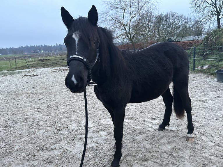 Deutsches Reitpony Mix Hengst 2 Jahre 145 cm Rappe in Ihlow Ludwigsdorf