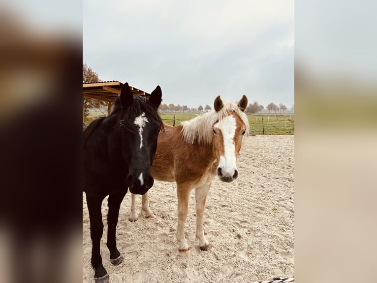 Deutsches Reitpony Mix Hengst 2 Jahre 145 cm Rappe in Ihlow Ludwigsdorf