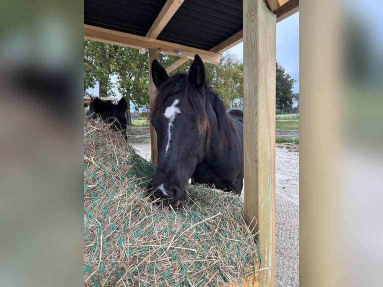 Deutsches Reitpony Mix Hengst 2 Jahre 145 cm Rappe in Ihlow Ludwigsdorf