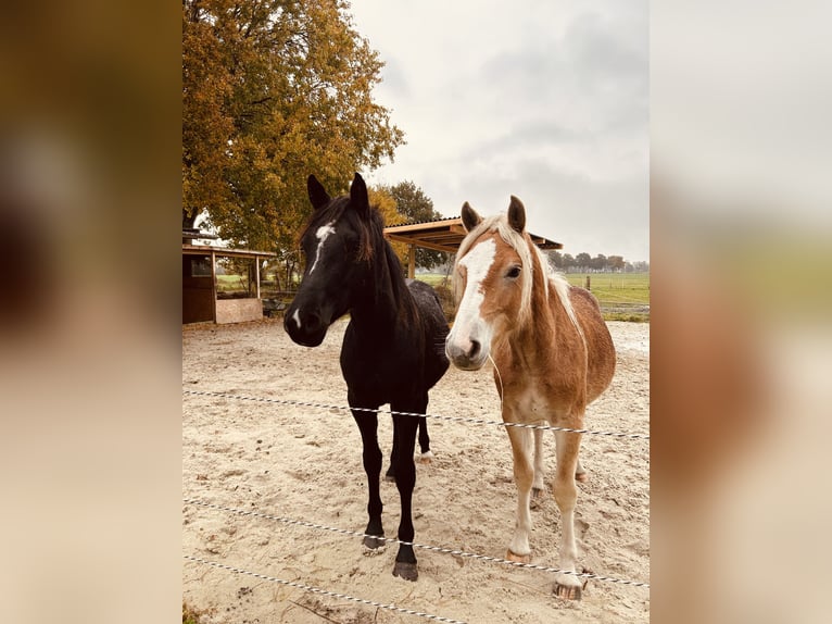 Deutsches Reitpony Mix Hengst 2 Jahre 145 cm Rappe in Ihlow Ludwigsdorf