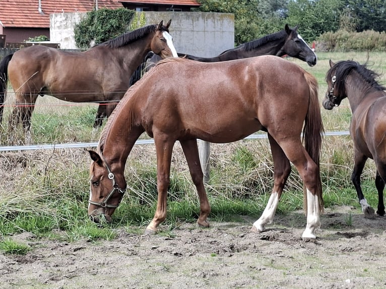 Deutsches Reitpony Hengst 2 Jahre 145 cm Roan-Red in Stadtlohn