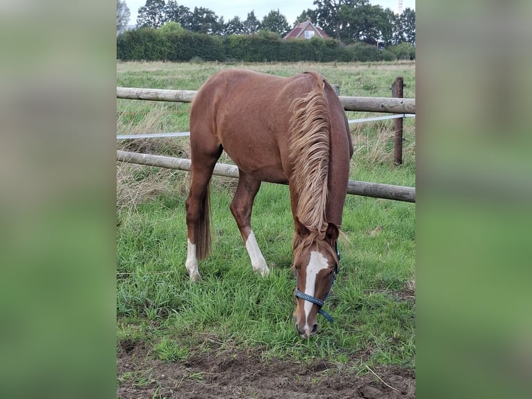 Deutsches Reitpony Hengst 2 Jahre 145 cm Roan-Red in Stadtlohn