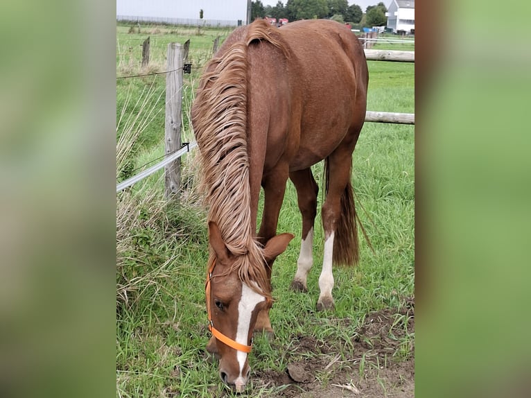 Deutsches Reitpony Hengst 2 Jahre 145 cm Roan-Red in Stadtlohn