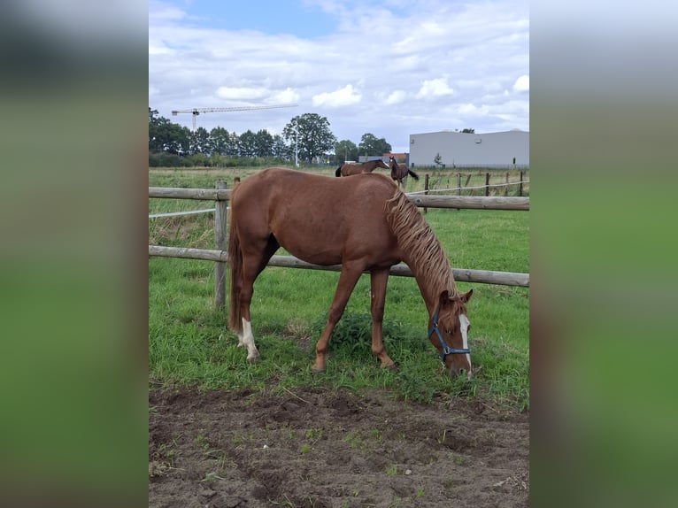 Deutsches Reitpony Hengst 2 Jahre 145 cm Roan-Red in Stadtlohn