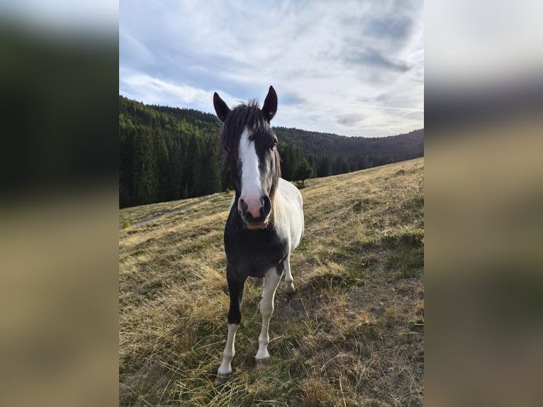 Deutsches Reitpony Mix Hengst 2 Jahre 145 cm Schecke in Steinen