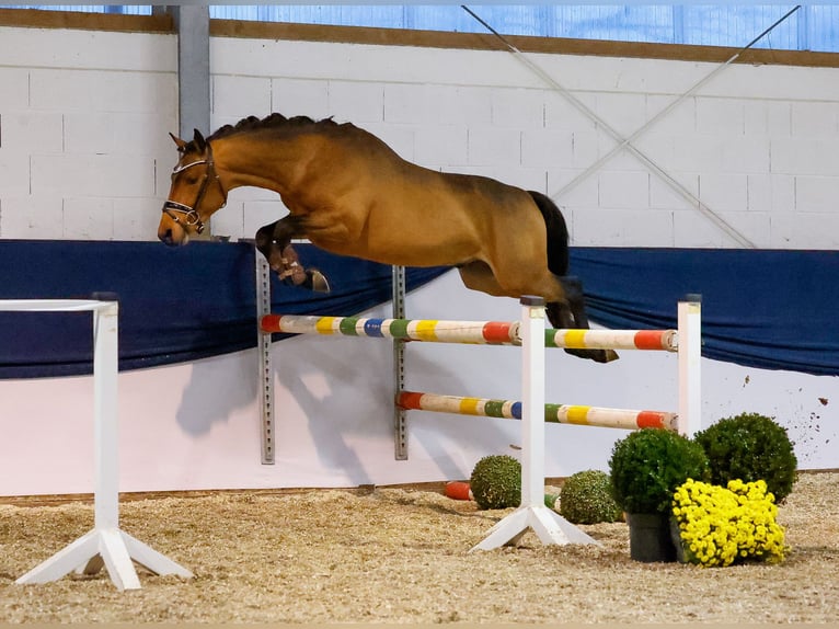 Deutsches Reitpony Hengst 2 Jahre 146 cm Brauner in Marsberg