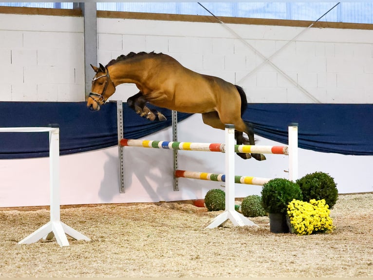 Deutsches Reitpony Hengst 2 Jahre 146 cm Brauner in Marsberg