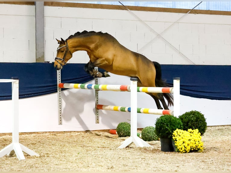 Deutsches Reitpony Hengst 2 Jahre 146 cm Brauner in Marsberg