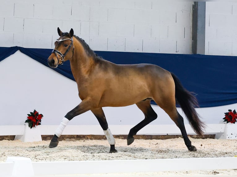 Deutsches Reitpony Hengst 2 Jahre 146 cm Brauner in Marsberg