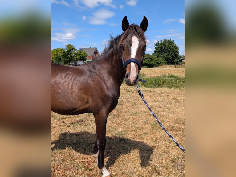 Deutsches Reitpony Hengst 2 Jahre 146 cm Brauner in Burgwedel