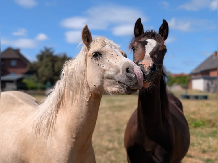 Deutsches Reitpony Hengst 2 Jahre 146 cm Brauner in Burgwedel