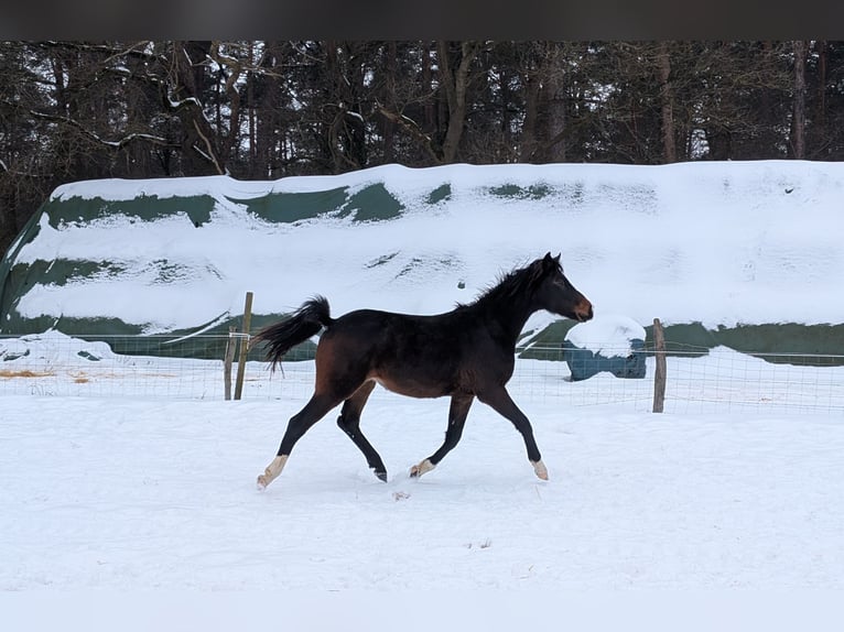 Deutsches Reitpony Hengst 2 Jahre 146 cm Brauner in Burgwedel